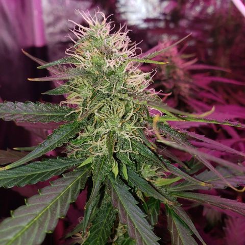 Auto Northern Lights growlog timeline photo