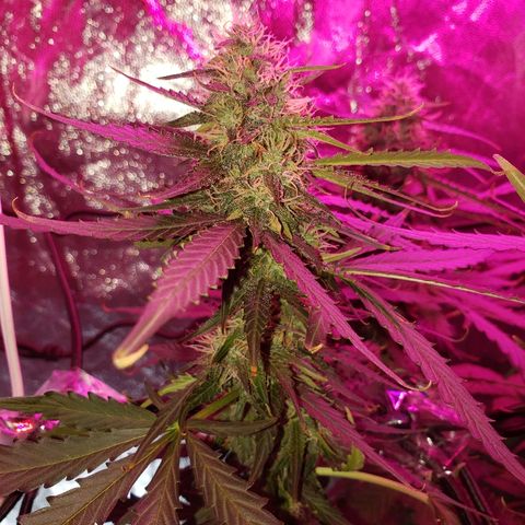 Auto Northern Lights growlog timeline photo