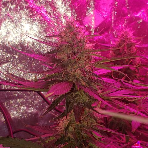 Auto Northern Lights growlog timeline photo
