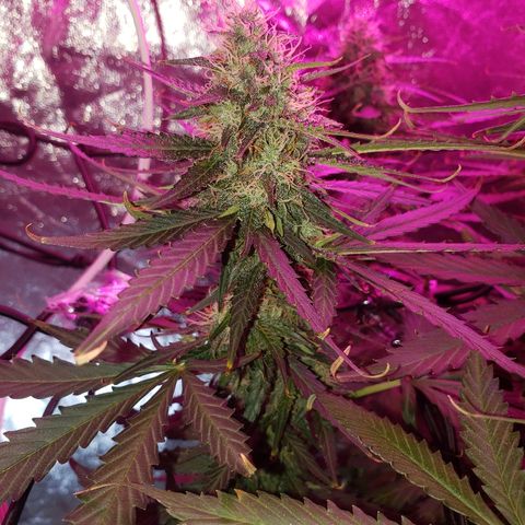Auto Northern Lights growlog timeline photo