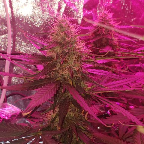 Auto Northern Lights growlog timeline photo
