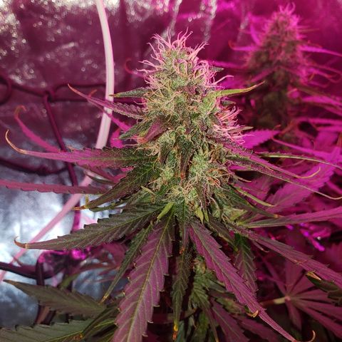 Auto Northern Lights growlog timeline photo