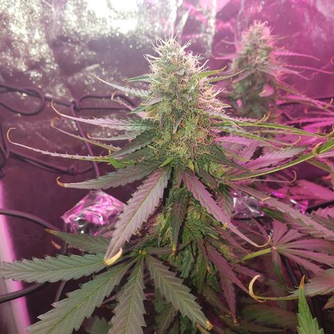 Auto Northern Lights growlog timeline photo