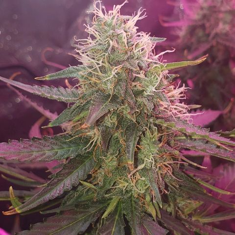 Auto Northern Lights growlog timeline photo