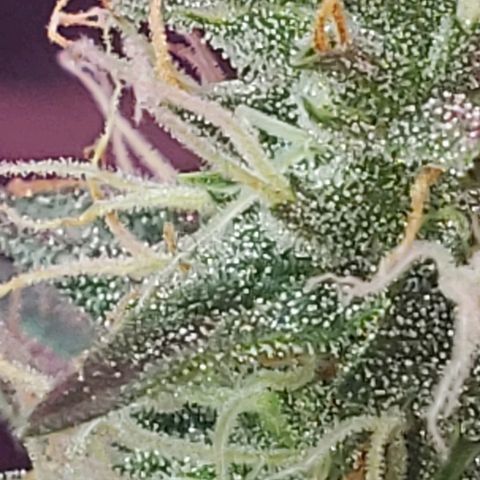 Auto Northern Lights growlog timeline photo