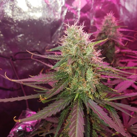 Auto Northern Lights growlog timeline photo