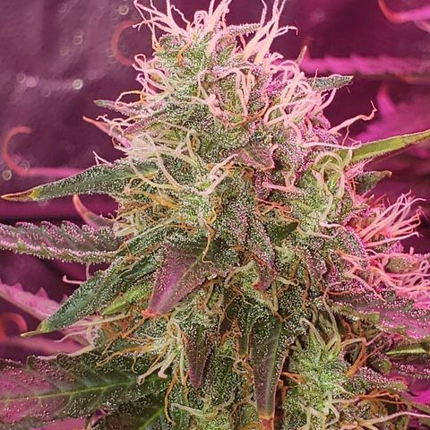 Auto Northern Lights growlog timeline photo