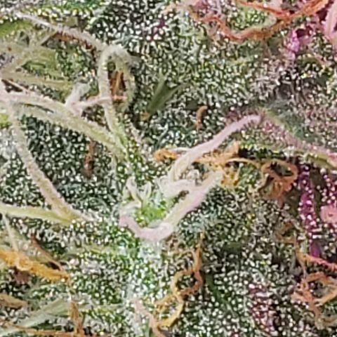 Auto Northern Lights growlog timeline photo