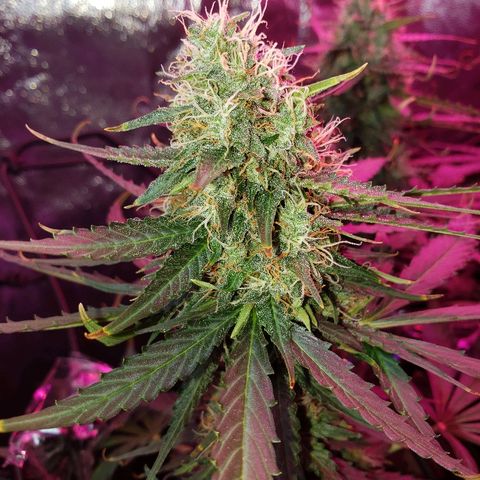 Auto Northern Lights growlog timeline photo