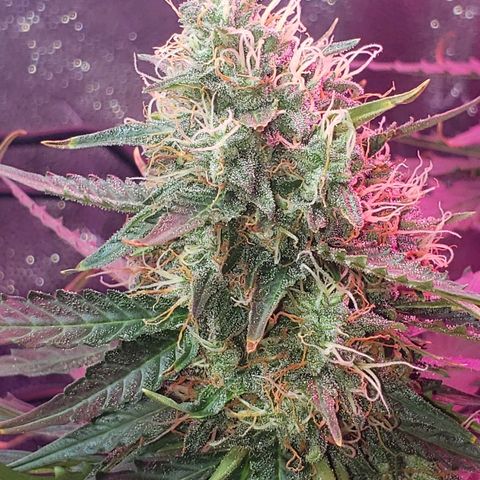 Auto Northern Lights growlog timeline photo