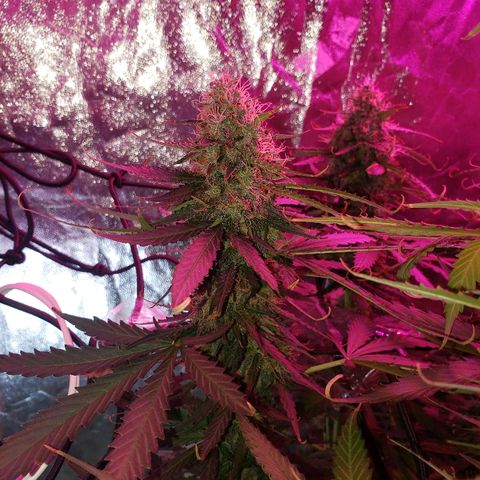 Auto Northern Lights growlog timeline photo
