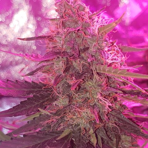 Auto Northern Lights growlog timeline photo