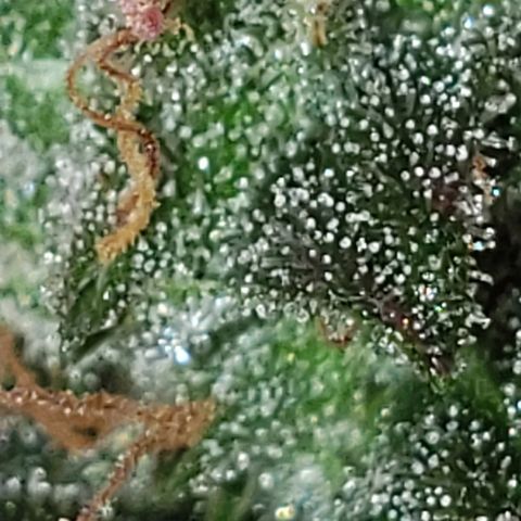 Auto Northern Lights growlog timeline photo