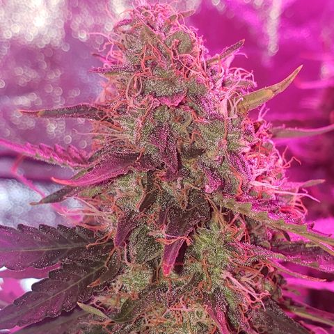 Auto Northern Lights growlog timeline photo
