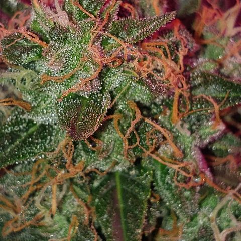 Auto Northern Lights growlog timeline photo