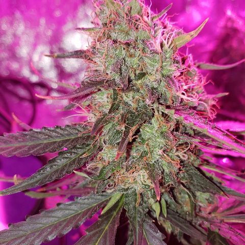 Auto Northern Lights growlog timeline photo