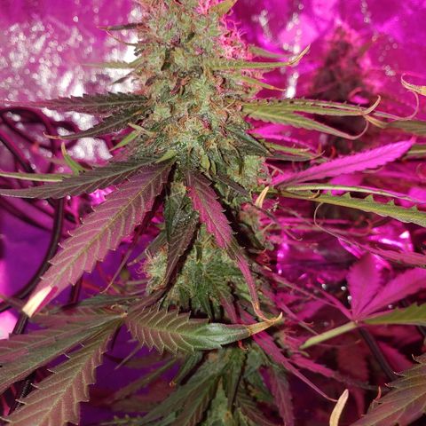 Auto Northern Lights growlog timeline photo