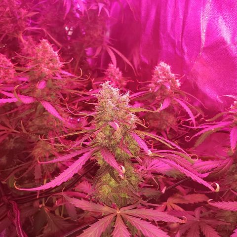 Auto Northern Lights growlog timeline photo