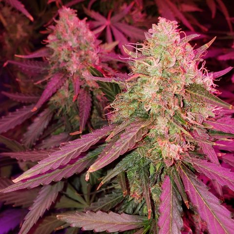 Auto Northern Lights growlog timeline photo