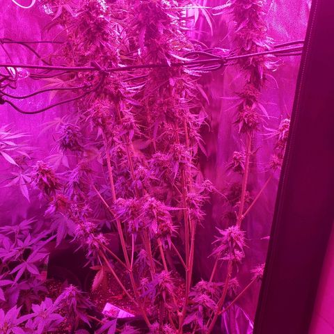 Auto Northern Lights growlog timeline photo