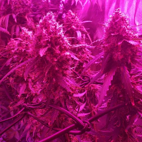 Auto Northern Lights growlog timeline photo