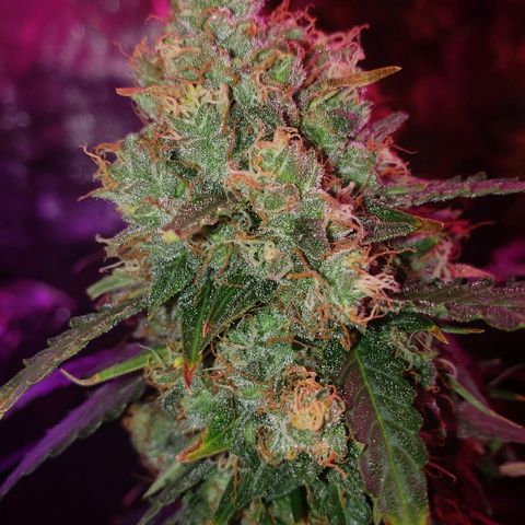 Auto Northern Lights growlog timeline photo