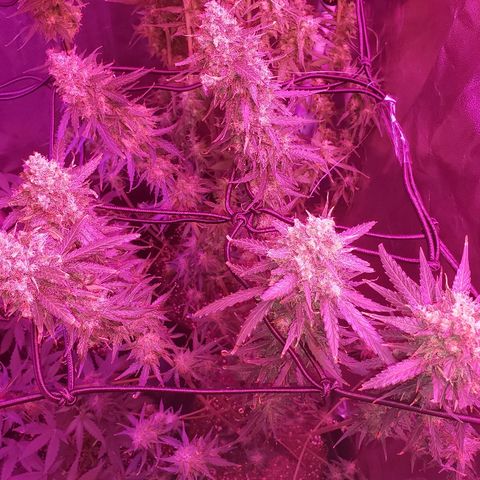 Auto Northern Lights growlog timeline photo