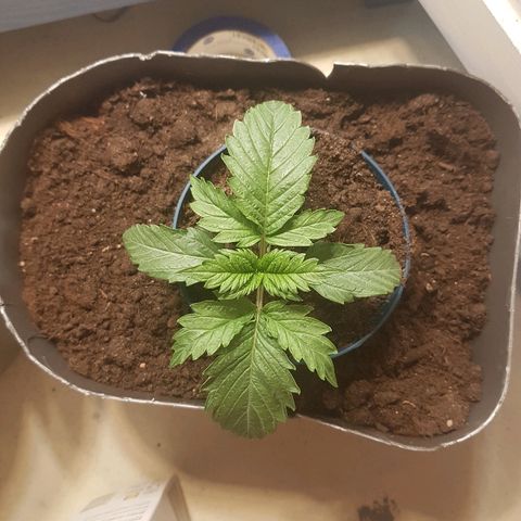 Quick One growlog timeline photo