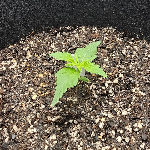 White Widow growlog photo: Looking good! Balanced remainder of 2nd 5gal jug to ~6.2pH and watered. Node formation looks right, no signs of spotting, wilting, or claws. This is just FL spring water so far. 