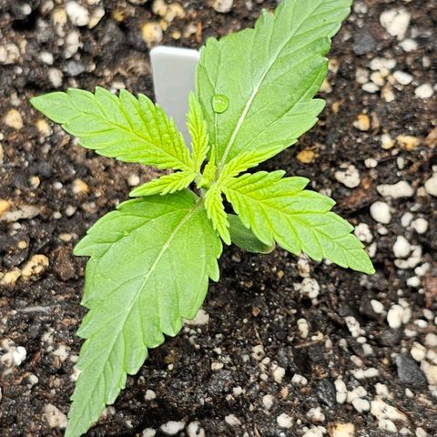 White Widow growlog photo: Looking good! Balanced remainder of 2nd 5gal jug to ~6.2pH and watered. Node formation looks right, no signs of spotting, wilting, or claws. This is just FL spring water so far. 