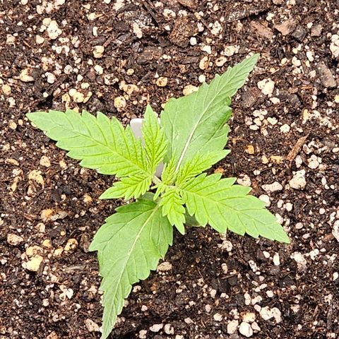 White Widow growlog photo: Slight wilt, overwatered. Giving substrate a day to dry out. Temps were a little high so turning up carbon fan and dropping humidity to 60%