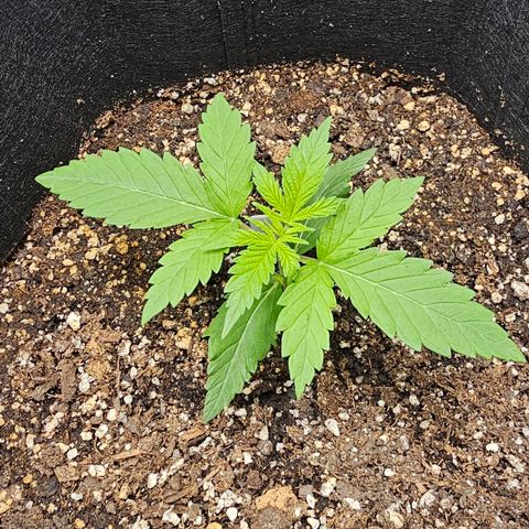 White Widow growlog photo: Let soil dry out a tad, will water again today and let it go 