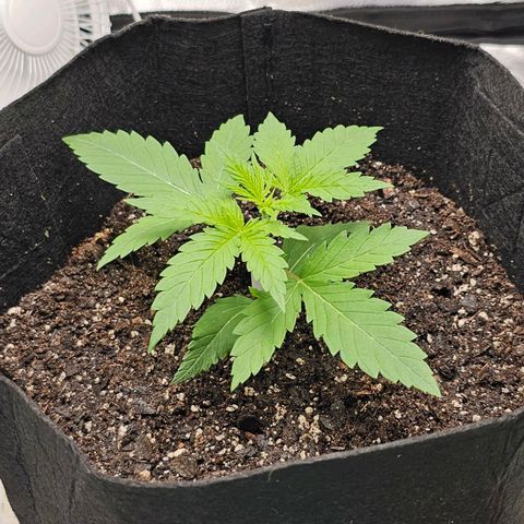 White Widow growlog photo: Node formation. Watered and added new top soil. Beginning nutes next week. 