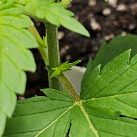 White Widow growlog photo: Node formation. Watered and added new top soil. Beginning nutes next week. 