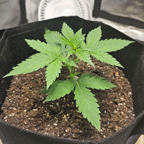 White Widow growlog photo: Rear leaf touching grow bag but I'll just top bag off with soil next time. It'll grow past it in a few days, not worried about stress. Refilling humidifier since it dropped below 50%. Looking good!