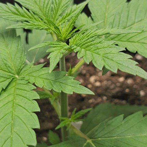 White Widow growlog photo: Rear leaf touching grow bag but I'll just top bag off with soil next time. It'll grow past it in a few days, not worried about stress. Refilling humidifier since it dropped below 50%. Looking good!