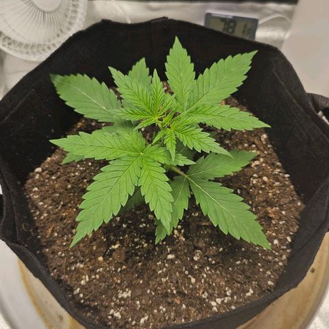 White Widow growlog photo: Rear leaf touching grow bag but I'll just top bag off with soil next time. It'll grow past it in a few days, not worried about stress. Refilling humidifier since it dropped below 50%. Looking good!
