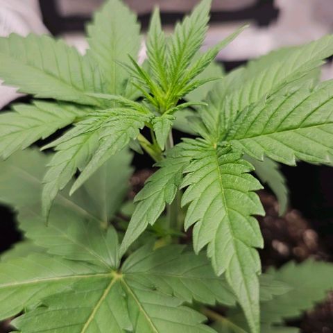 White Widow growlog photo: 5th node sprouting, watered (soil dry to 1st knuckle on index finger)