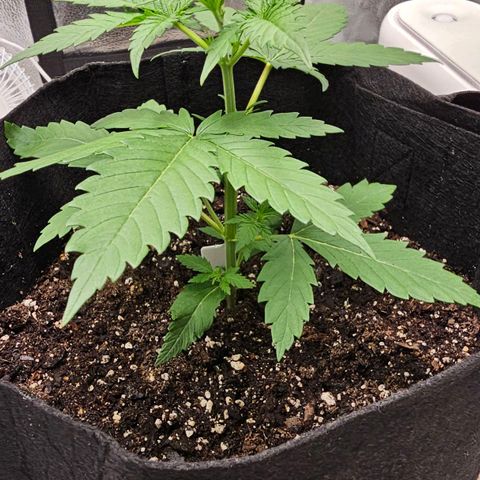 White Widow growlog photo: 5th node sprouting, watered (soil dry to 1st knuckle on index finger)