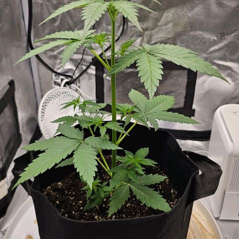 White Widow growlog photo: Hair forming, we are in flower! 