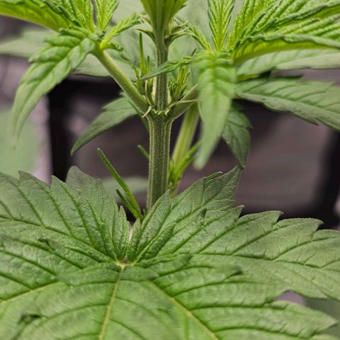 White Widow growlog photo: Hair forming, we are in flower! 