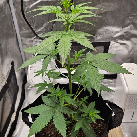 White Widow growlog timeline photo