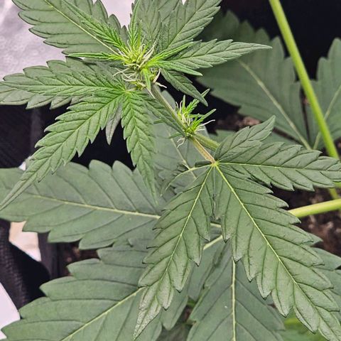 White Widow growlog timeline photo