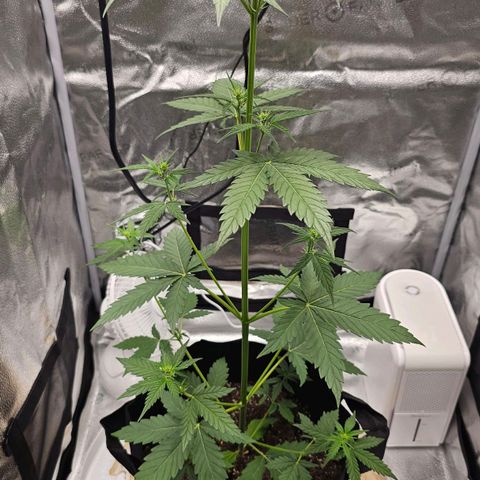 White Widow growlog timeline photo