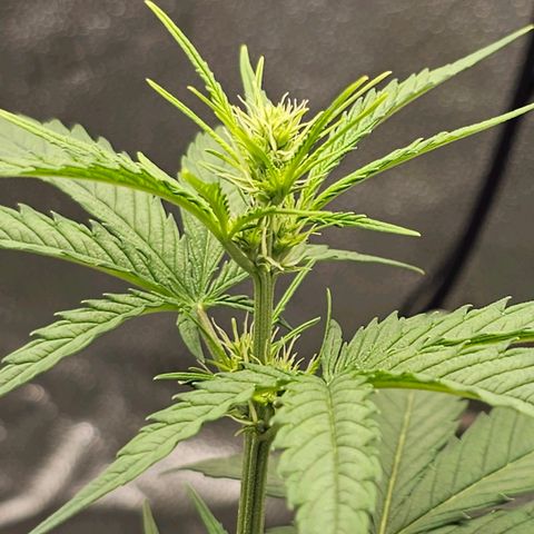 White Widow growlog timeline photo