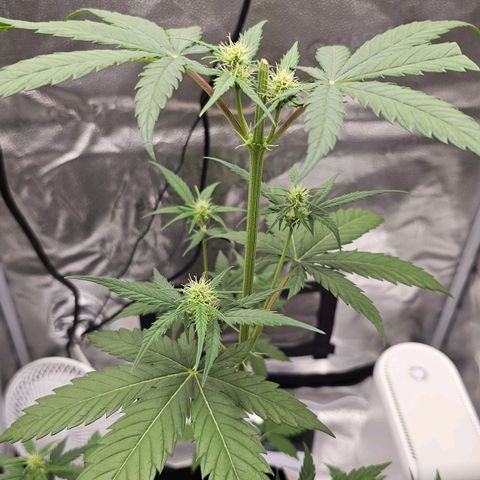 White Widow growlog photo: New layer of topsoil, first soak of nutrient tea done until runoff appeared. 