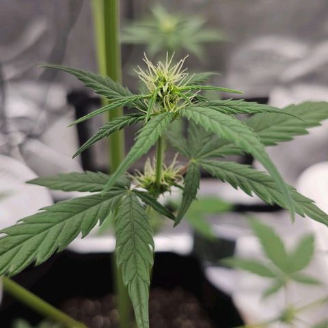 White Widow growlog photo: New layer of topsoil, first soak of nutrient tea done until runoff appeared. 