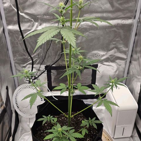 White Widow growlog photo: New layer of topsoil, first soak of nutrient tea done until runoff appeared. 