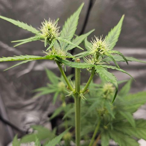 White Widow growlog photo: Slight deficiency on top fans because I didn't pH balance nute/water mix before adding. Defoliated sick leaves that were shading lower production. Plain slightly low pH water added to break nute lockout and get bud sites going again 