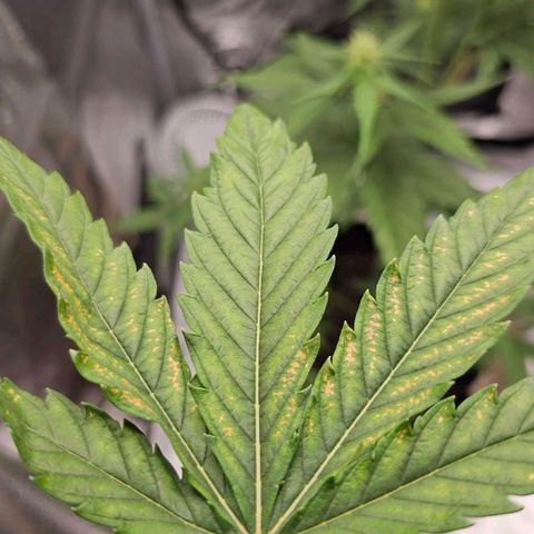 White Widow growlog photo: Slight deficiency on top fans because I didn't pH balance nute/water mix before adding. Defoliated sick leaves that were shading lower production. Plain slightly low pH water added to break nute lockout and get bud sites going again 